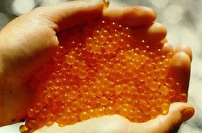 Контрафактная икра